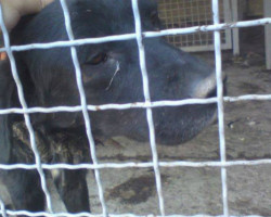 Нехуман третман на бездомните животни во кумановскиот стационар , апелираат активистите(ВОЗНЕМИРУВАЧКА ФОТОГРАФИЈА)