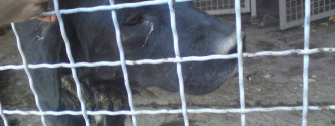 Нехуман третман на бездомните животни во кумановскиот стационар , апелираат активистите(ВОЗНЕМИРУВАЧКА ФОТОГРАФИЈА)