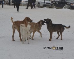 Милион денари Куманово троши за заловување на кучињата скитници