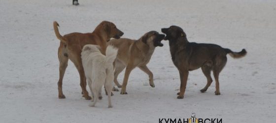 Милион денари Куманово троши за заловување на кучињата скитници