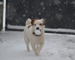 Задолжителна кастрација на кучињата и казни до 700 евра