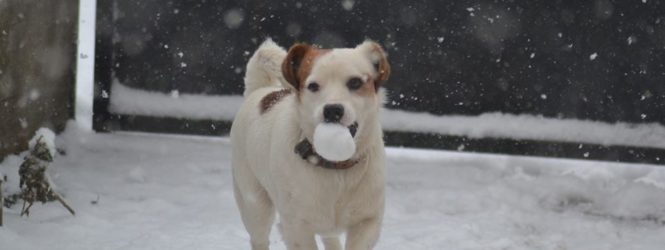 Задолжителна кастрација на кучињата и казни до 700 евра