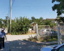 Дива свиња се прошета во Куманово