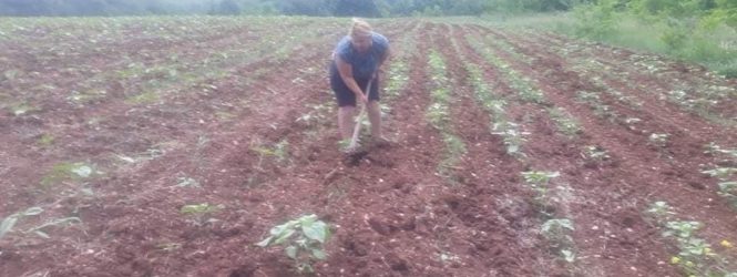 Продолжен рокот за поднесување барања за земјоделски субвенции