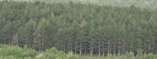 Од утре забрана за движење низ шумите од 6 до 20 часот