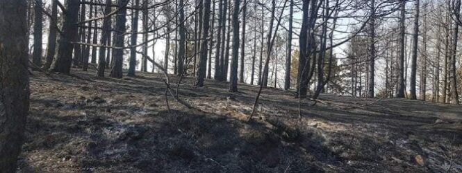 Климатските промени погубни за пчеларите и за останатото земјоделско производство