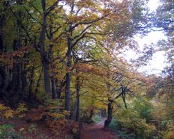 Се укинува забраната за движење во шума