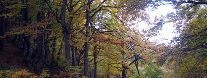 Се укинува забраната за движење во шума