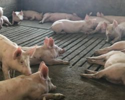 Африканската чума не е опасна за луѓето