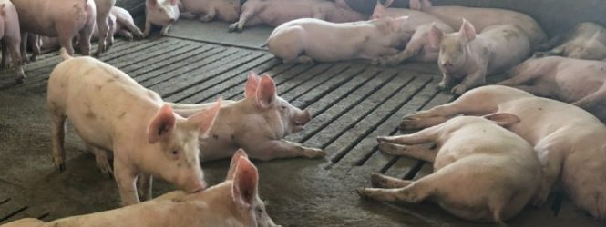 Во Умин Дол, Ново Село и Љубодраг е регистрирана појава на африканска чума кај свињите