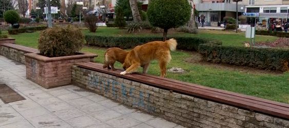 Жена во Бедиње касната од куче скитник