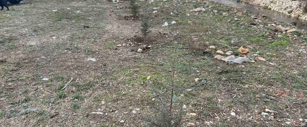 Повторно насадени извадените садници до реката Кумановка на Октомвриска, надлежните апелираат да се чуваат