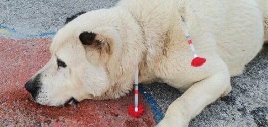 Кумановското обвинителство ќе го преземе случајот со агресивното куче кое нападна осум лица