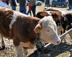 Кумановскиот добиточен пазар започна со работа, ќе се продава добиток само свињи не