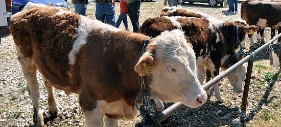 Кумановскиот добиточен пазар започна со работа, ќе се продава добиток само свињи не