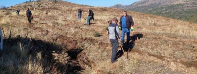 Акција за пошумување во Жегљане