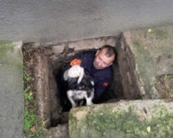 Пожарникарите од Старо Нагоричане спасија куче паднато во шахта